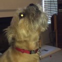 Dog sings Wagon Wheel?!